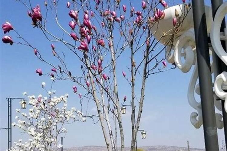 金银花施什么肥料最好(金银花施什么肥长得最快产量高)