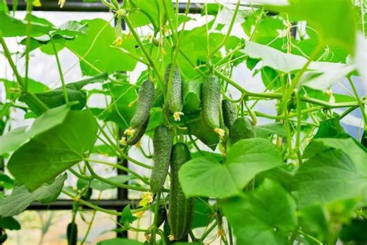 黄瓜施什么肥料最好