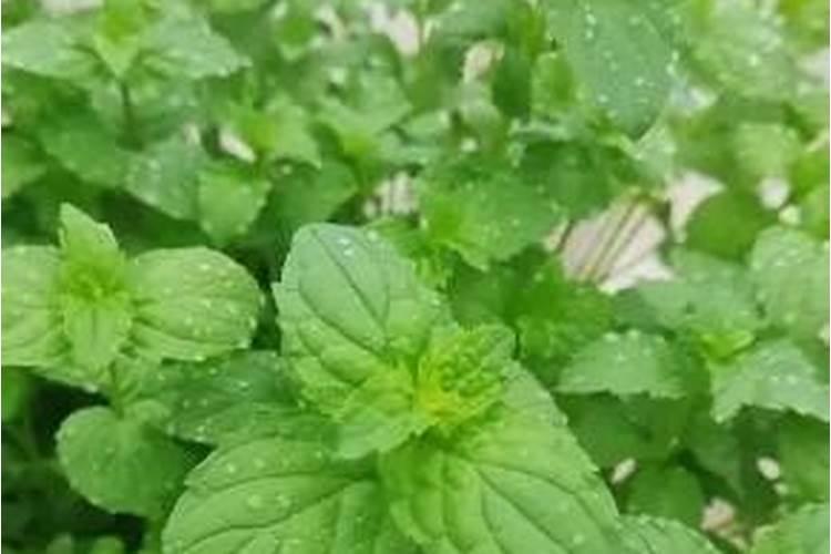 桃树缺钾的危害有多大？施什么肥补钾最好？