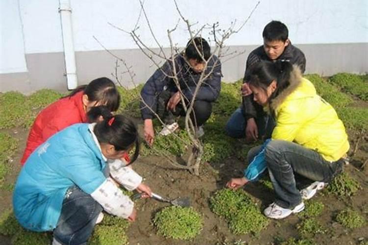 树苗用什么肥料长的粗长的快？