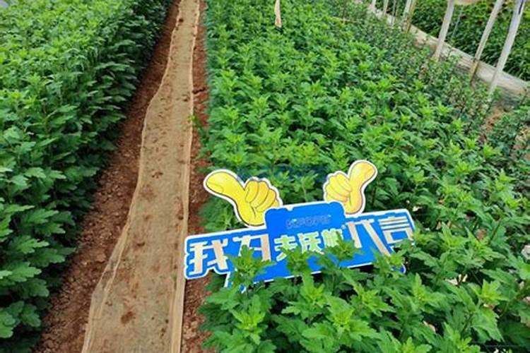 菊花为什么不能施尿素肥？