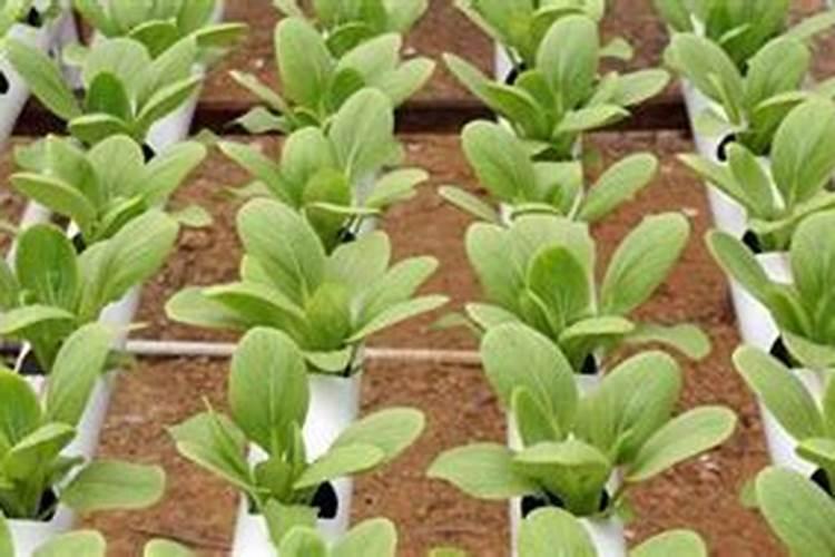 小青菜追过尿素2天可以打叶面肥吗