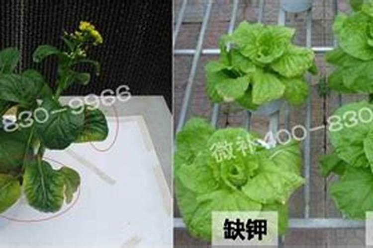 黄花菜开花期想要施肥,应该怎么施肥呢？