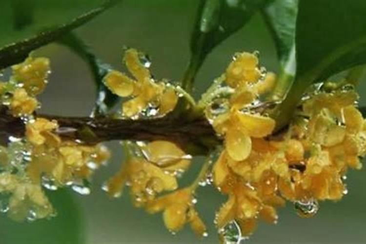 昆明桂花红糖