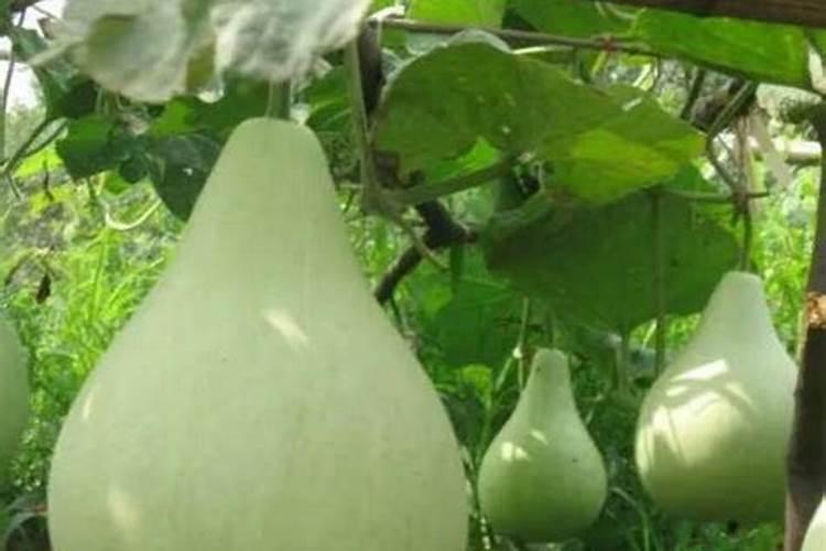 农村种葫芦瓜的话,需要注意哪些？