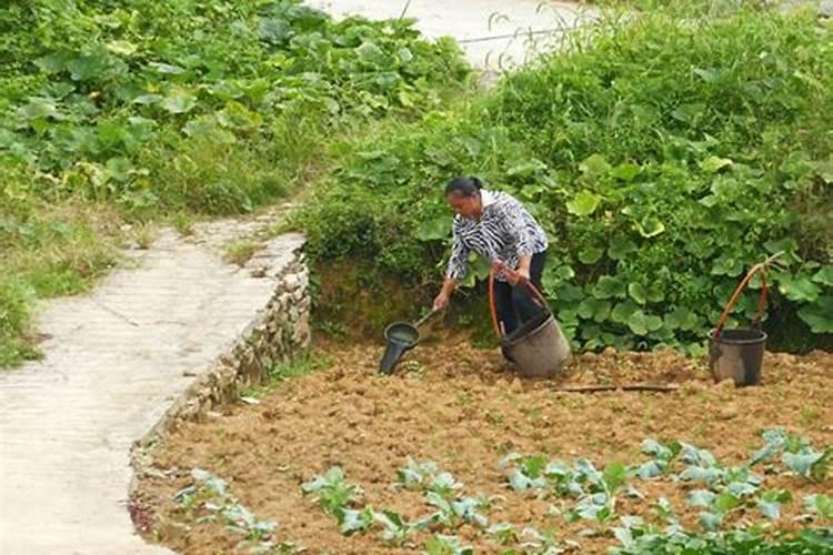 给桃树施肥,请问是农家肥好还是复合肥好？