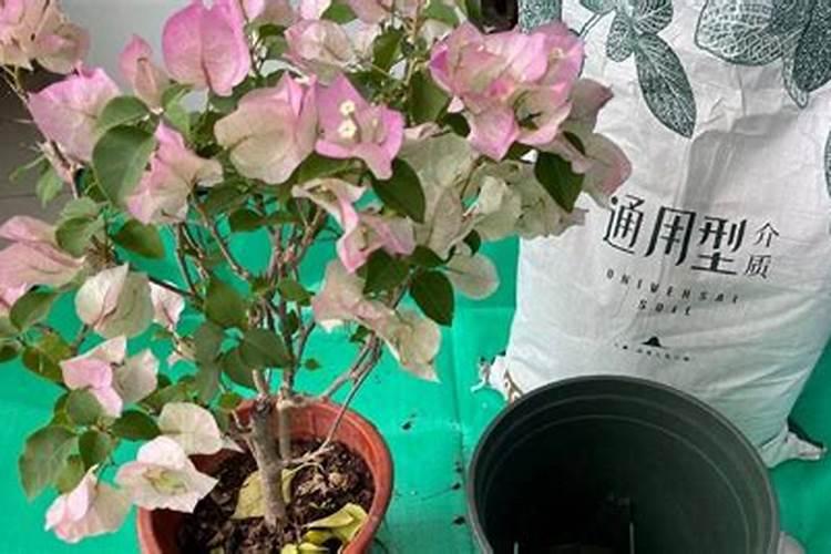 三角梅换盆后叶子掉光了,可以给它浇硫酸亚铁和糖化硼肥片吗？