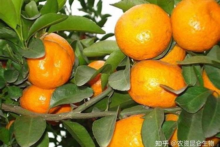 种植沙糖桔南丰蜜桔马水桔和金桔用什么叶面肥好？
