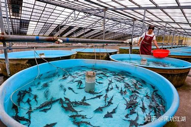 夏季天热 鱼塘水肥怎么调整饵料跟小药钓鲤鱼？