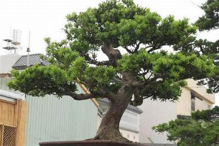 求助各位罗汉松施什么肥好？谁知道？