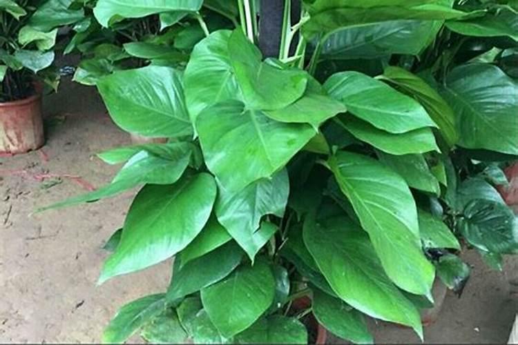 我家绿萝没有买的时候茂盛了,黄叶较多,该施什么肥料？