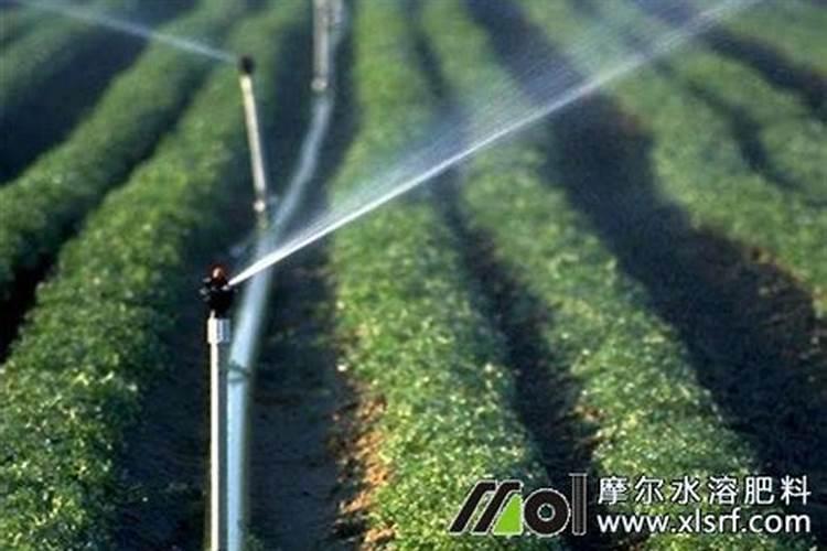 水溶肥是什么肥料怎样使用