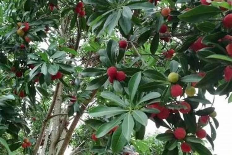 在请教一个问题,就是为什么植物在生殖生长时期要多施磷钾肥？