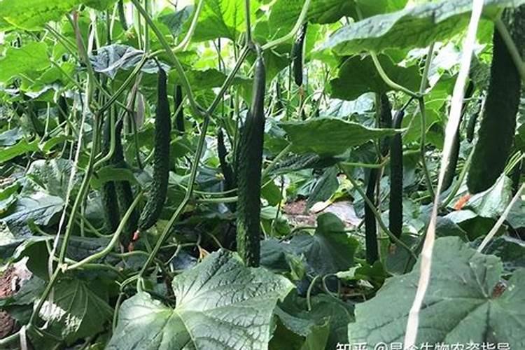 黄瓜多久施肥 黄瓜的肥料施用时机