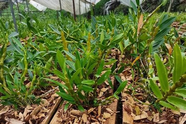 鼓槌石斛的养殖方法及注意事项,生长繁殖两不误