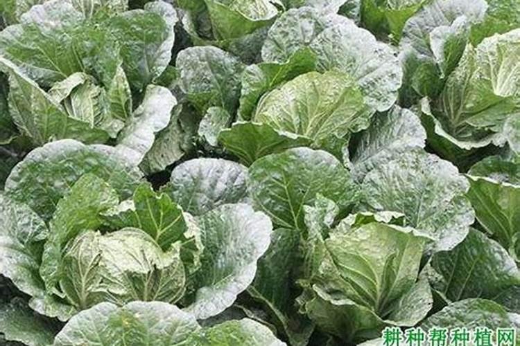 种植大白菜怎样施肥才产量高(种大白菜需要什么底肥)