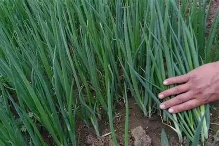 植物缺钙怎么解决？什么钙肥补充效果更好？