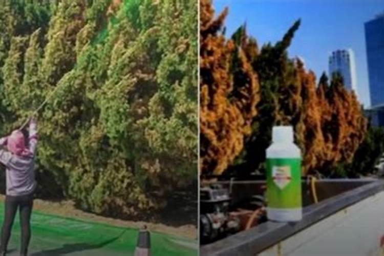 如果用尿素做叶肥的话,兑水的比例大概是多少？