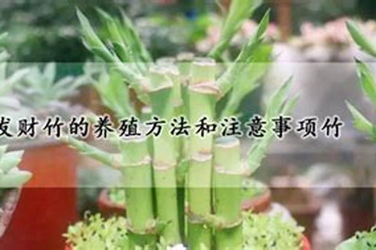 发财竹怎么养 发财竹养殖方法