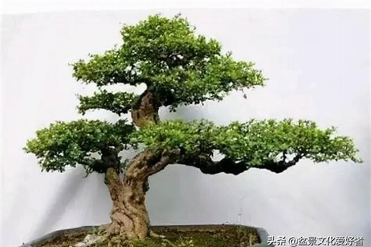 适当茶叶施肥方法