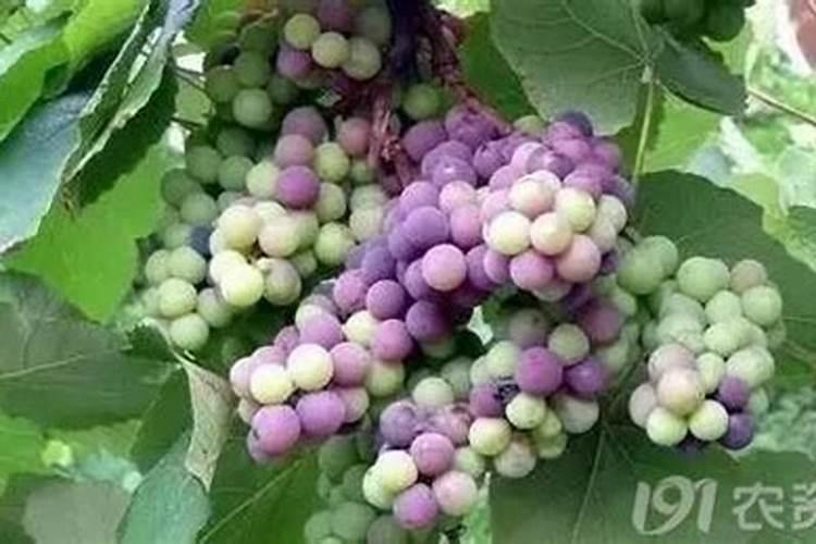 葡萄上色期施肥方法 葡萄转色期怎样施肥