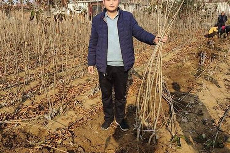 抗寒抗旱用什么肥
