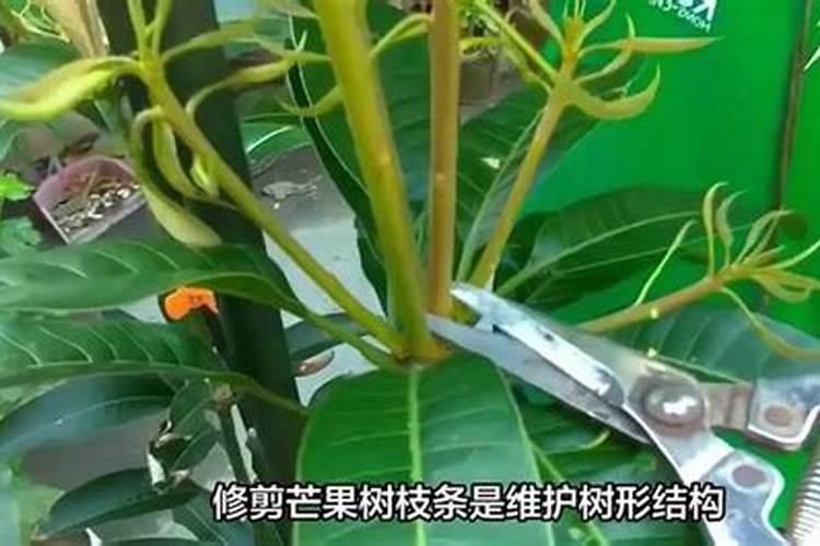 芒果园采摘后要怎么去管理 芒果怎么修剪比较好