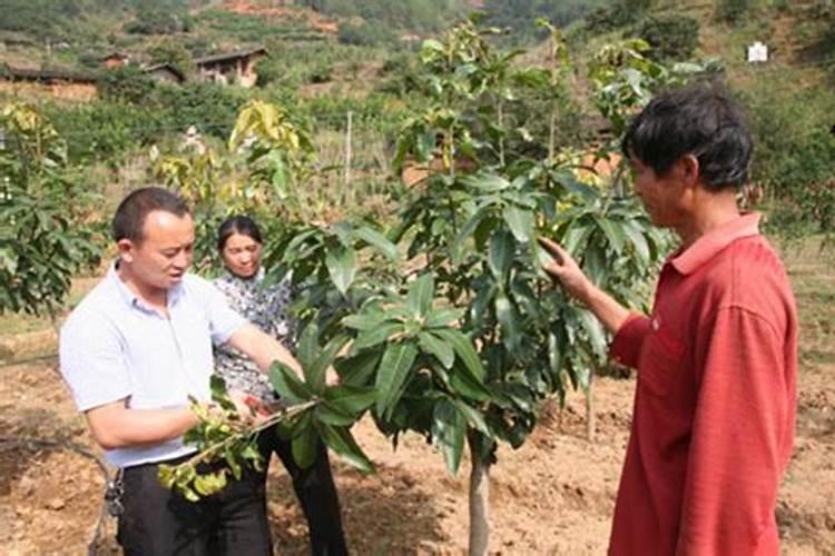 芒果什么时候施肥,芒果如何施肥