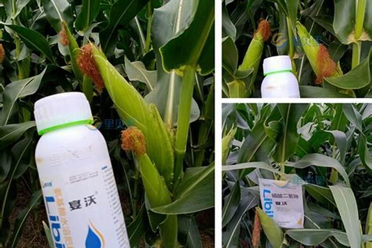 玉米水溶肥的使用方法