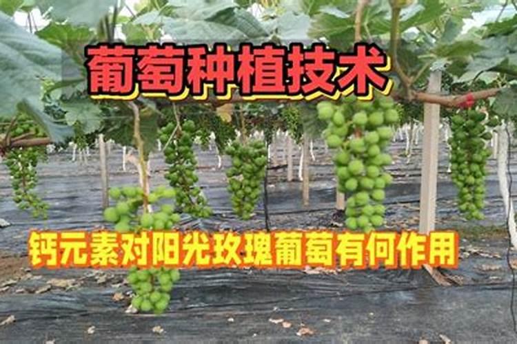阳光玫瑰葡萄见信使花还能浇地施肥吗？