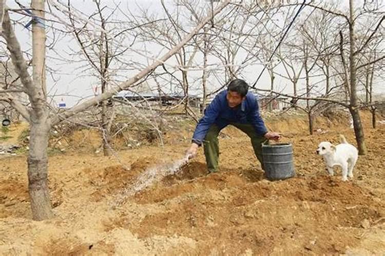 鲁西复合肥浇地的时候可以带水往地里冲吗？