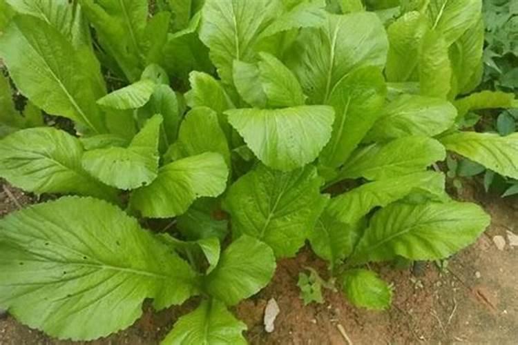 绿叶蔬菜用什么农药能让叶子绿