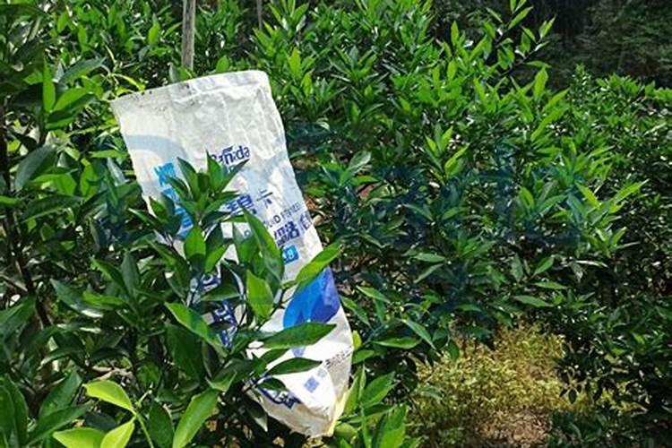 龙血树水培生根,加入肥料勤换水