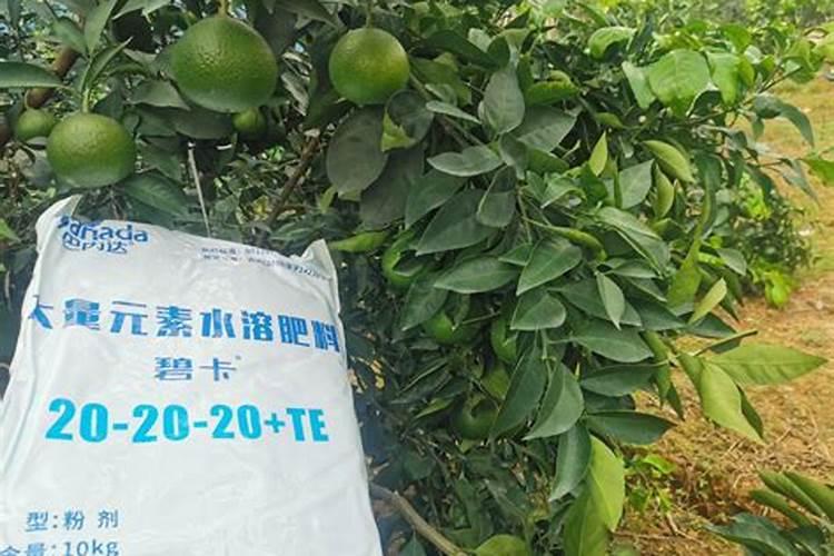 柑橘结果期冲施什么肥料好？柑橘保花保果用什么水溶肥好？
