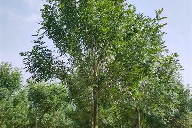 白蜡树种植技术