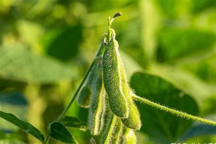 种植花生磷肥的正确方法