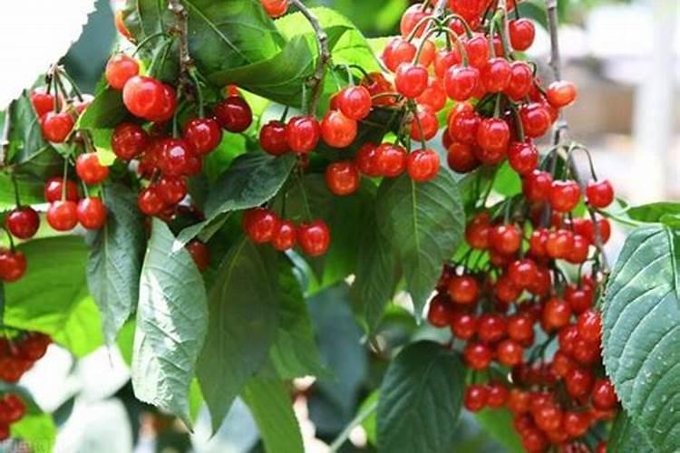 什么植物叶面肥变绿最快