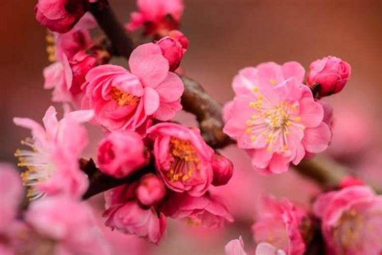 梅花不开花怎么办