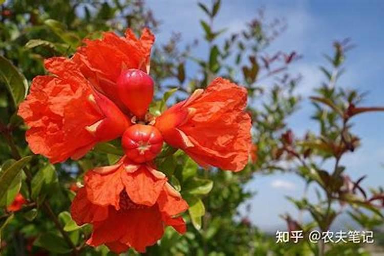 石榴树施什么肥最好