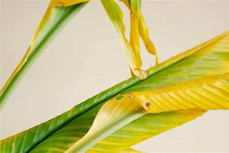 请教:一般家庭花卉所用叶面肥是什么成分？