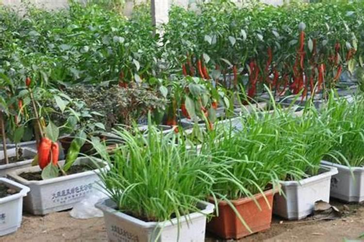 种菜最实用的肥料