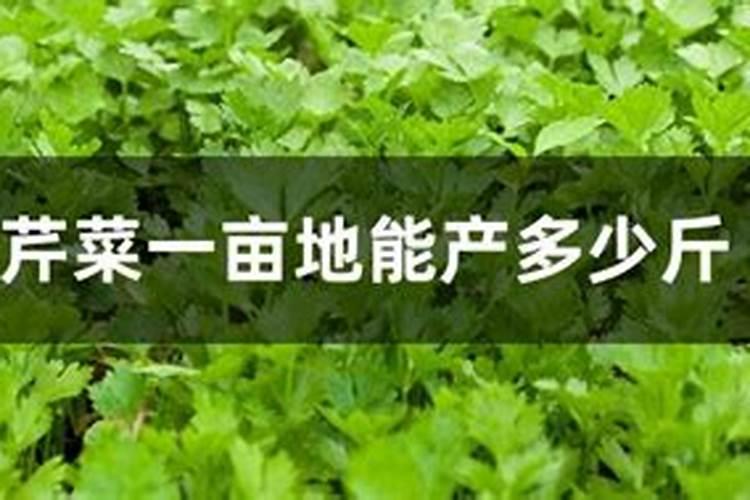沙漠玫瑰如何掌握好这些施肥技巧