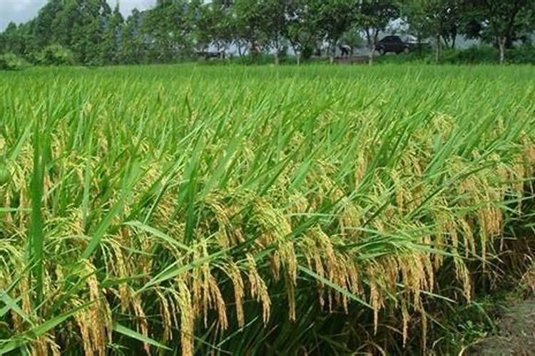施用控释肥应注意什么