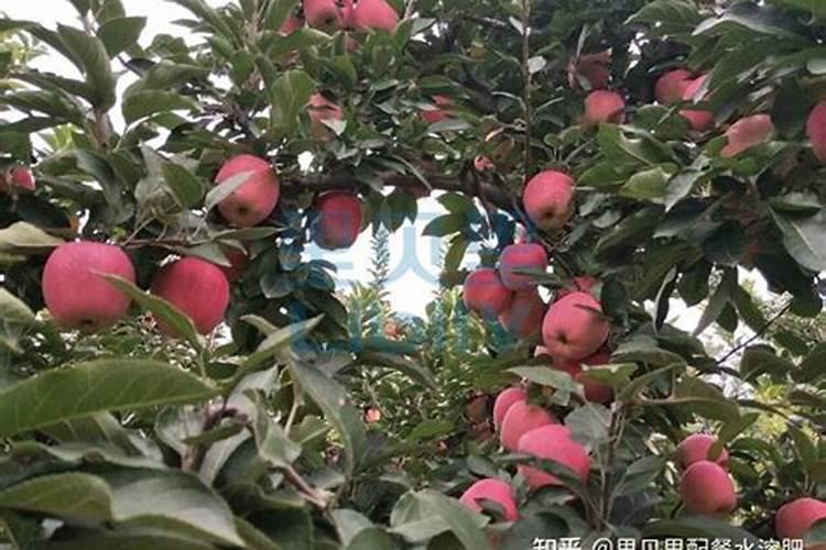苹果补充什么营养