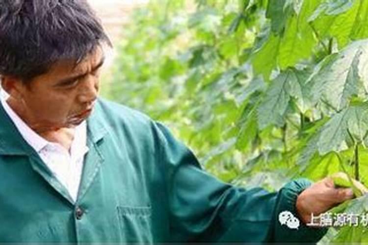 菠菜的叶子长的太大是用了激素吗