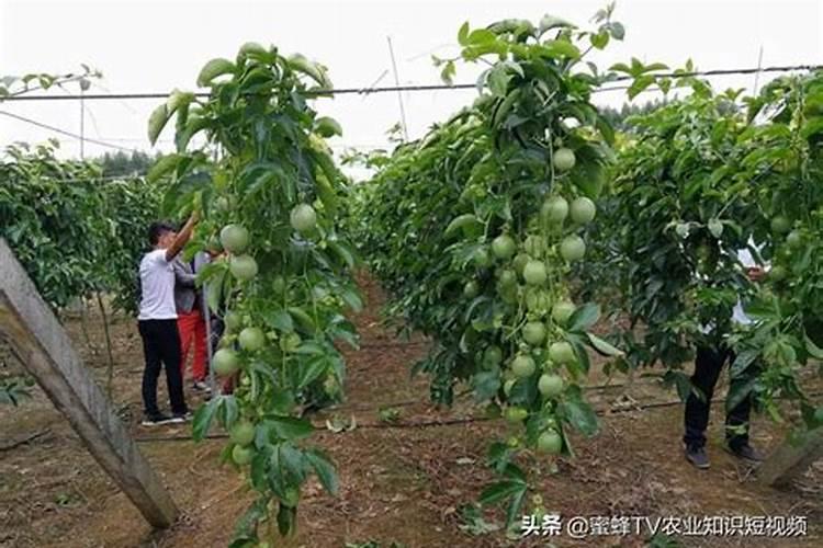 百香果施什么肥料最好