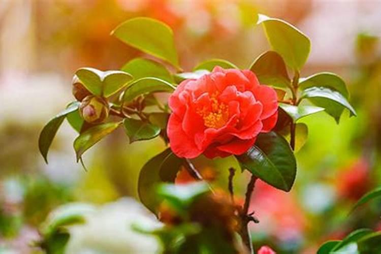 水溶肥给花怎样使用