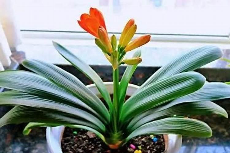 玫瑰花什么时候施肥