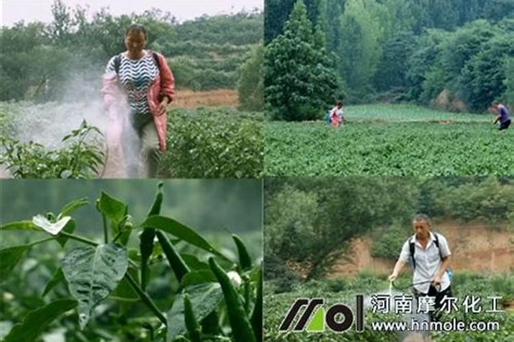 小麦抽穗扬花期管理技术与措施(扬花期主要病虫害防治)
