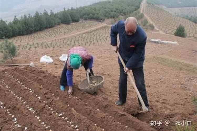 水溶肥是什么肥料 水溶性肥料的优缺点有哪些
